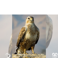 گونه سارگپه پا بلند Long-legged Buzzard